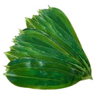 Bamboo Leaves for Zongzi (50 PC)